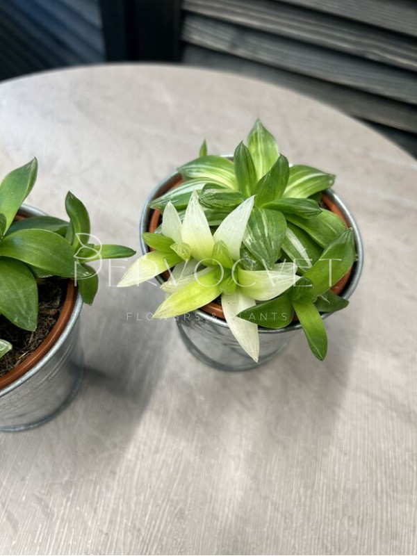 Хавортия Цимбиформис 15 см