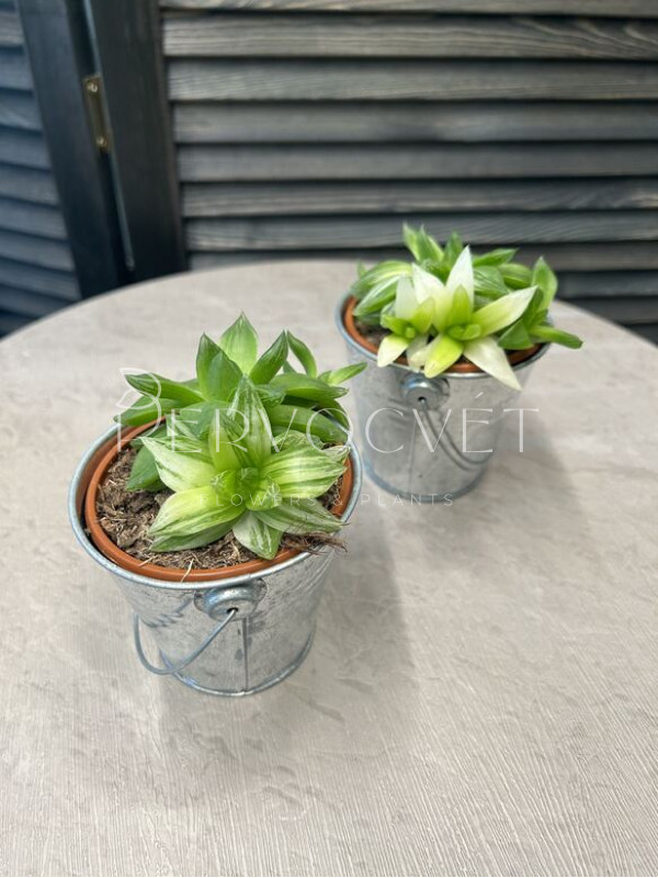 Хавортия Цимбиформис 15 см