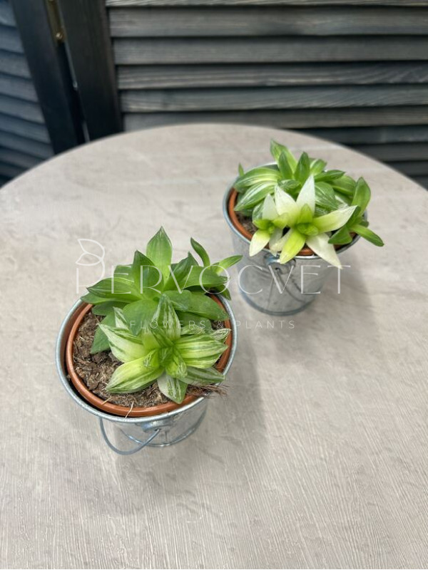 Хавортия Цимбиформис 15 см