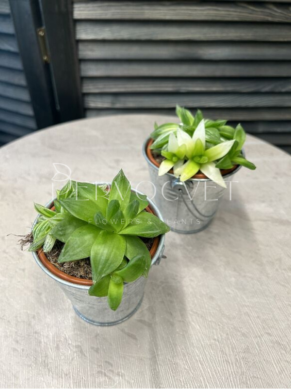 Хавортия Цимбиформис 15 см