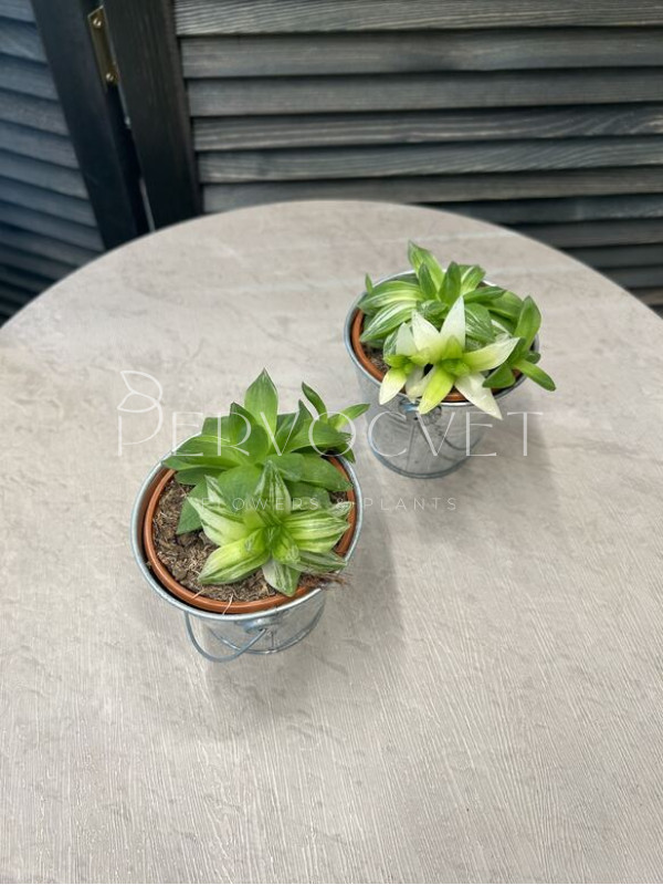 Хавортия Цимбиформис 15 см