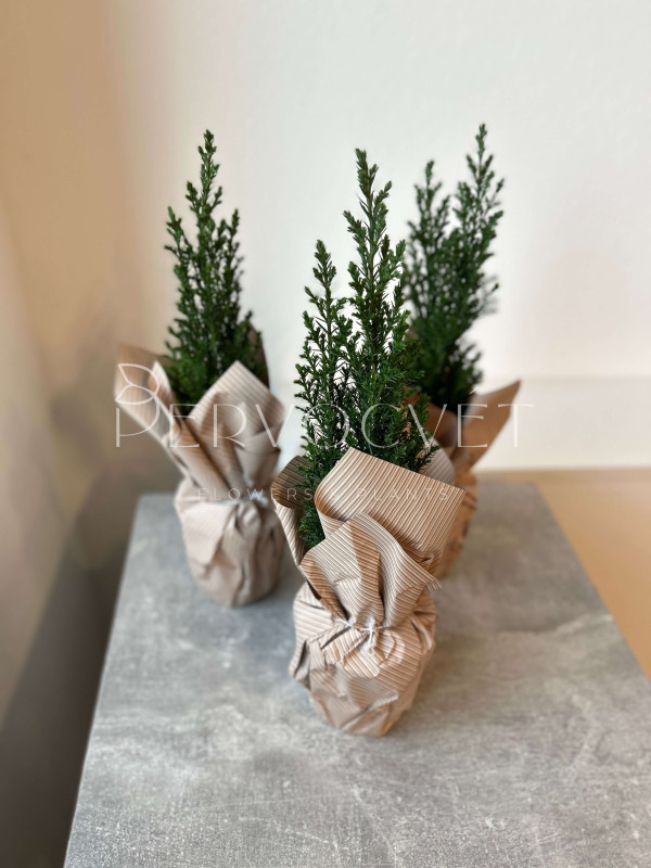 Хамекипарис заснеженный 30 см в крафте