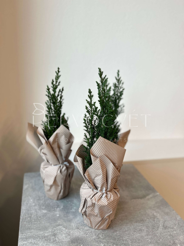 Хамекипарис заснеженный 30 см в крафте