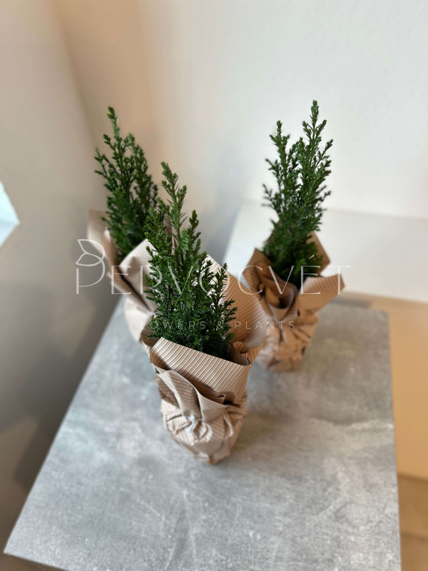 Хамекипарис заснеженный 30 см в крафте