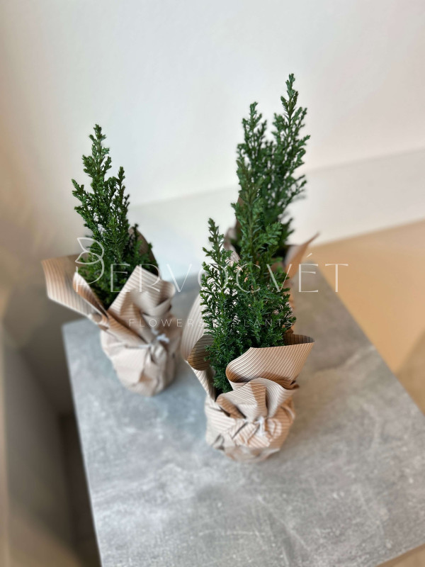 Хамекипарис заснеженный 30 см в крафте