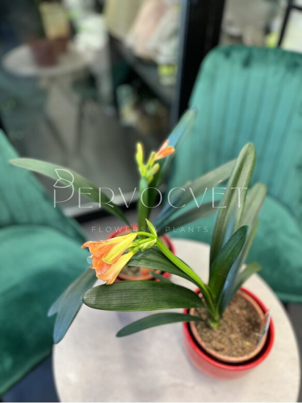 Кливия 30 см