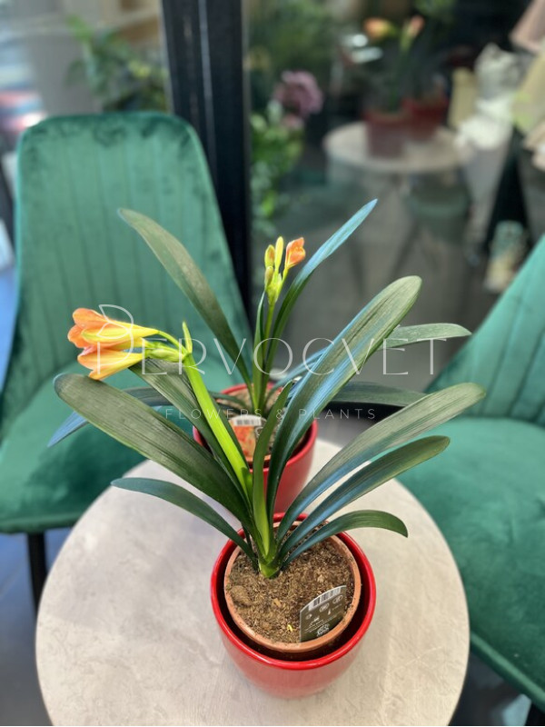 Кливия 30 см