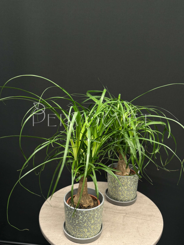 Нолина (Бокарнея) 45 см