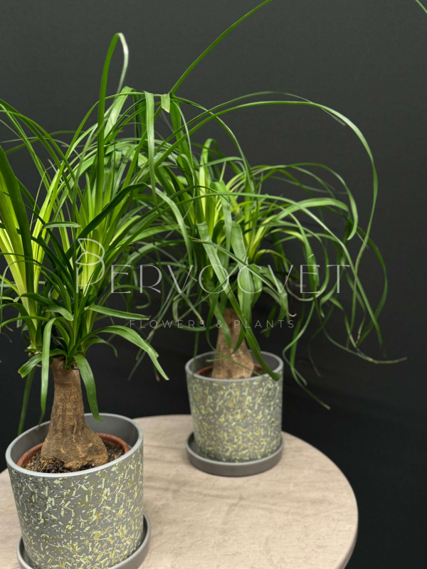 Нолина (Бокарнея) 45 см