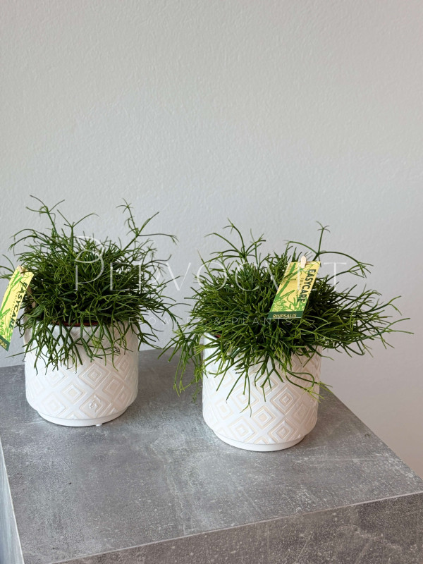 Рипсалис 20 см