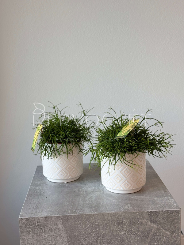 Рипсалис 20 см