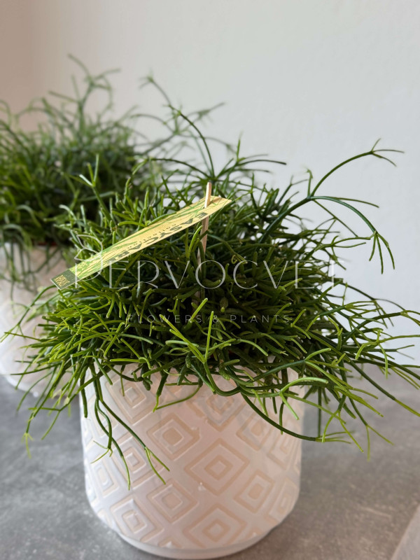 Рипсалис 20 см