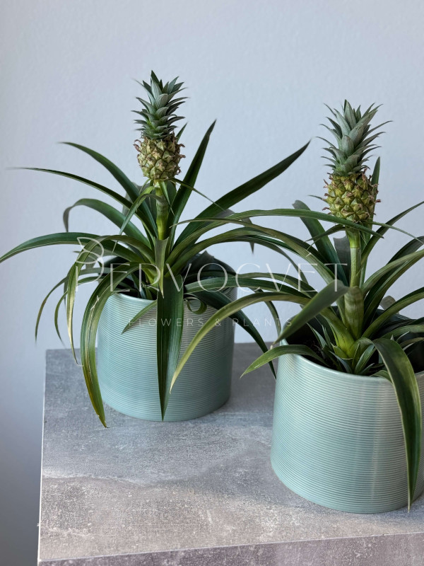 Ананас 40 см