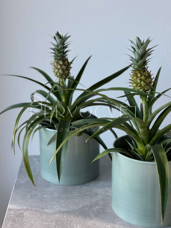 Ананас 40 см