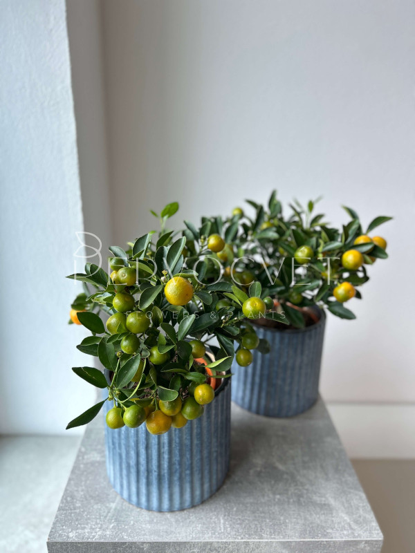 Каламондин Цитрофортунелла 40 см