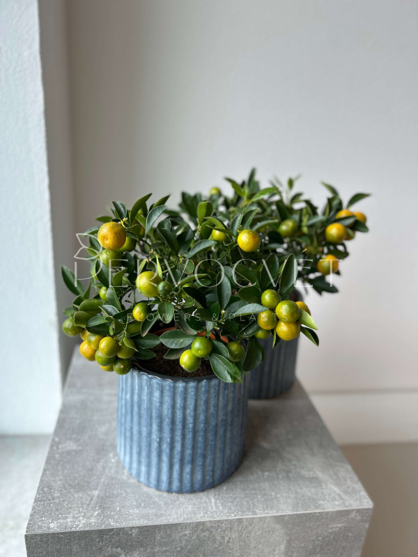 Каламондин Цитрофортунелла 40 см