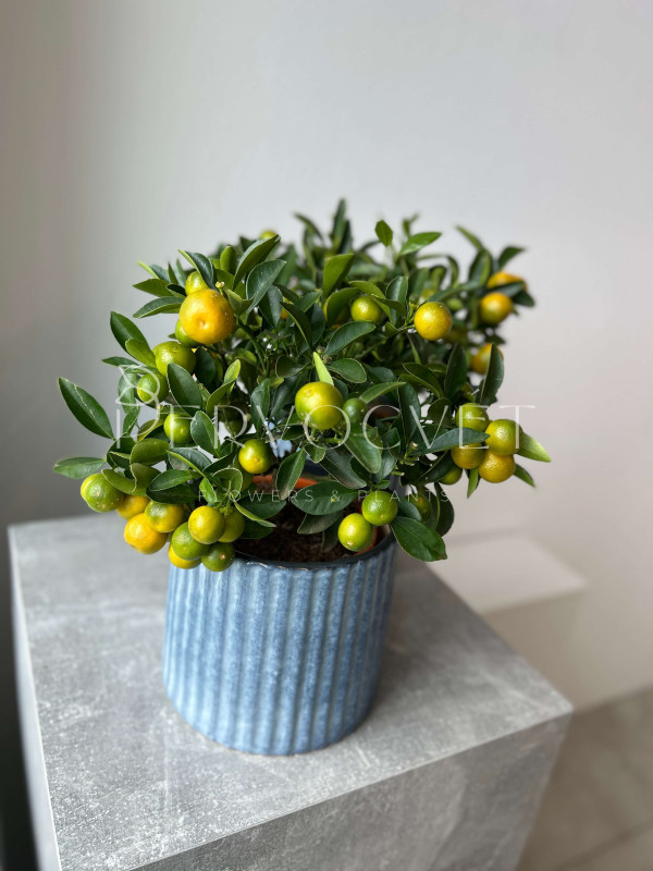 Каламондин Цитрофортунелла 40 см