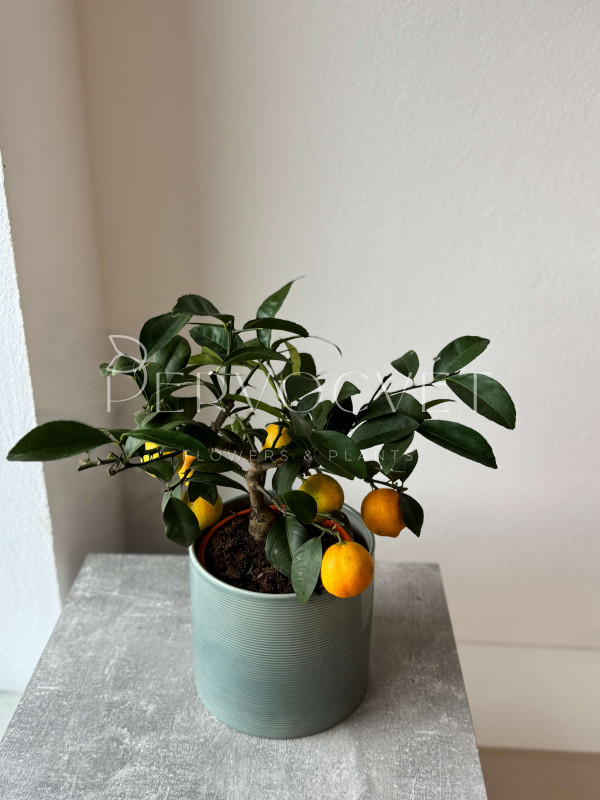 Каламондин Цитрофортунелла 40 см