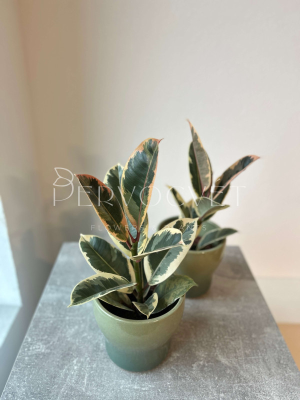 Фикус Эластика Тинеке 30 см