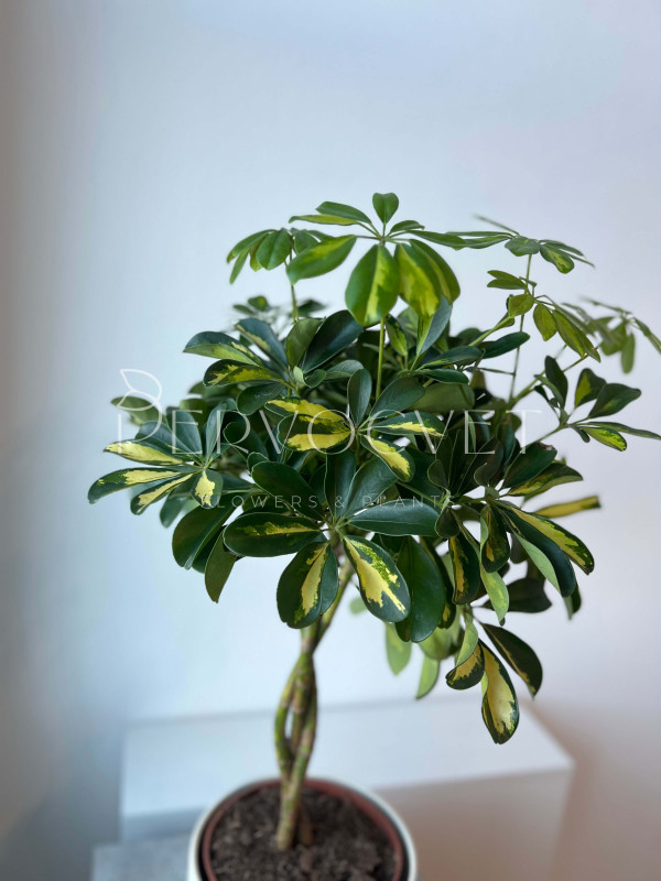 Шеффлера Голд Капелла 80 см