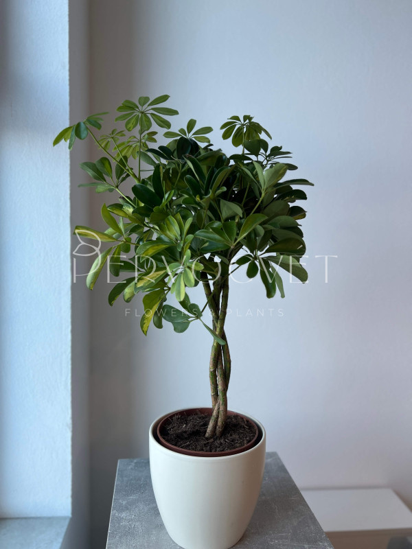 Шеффлера Голд Капелла 80 см