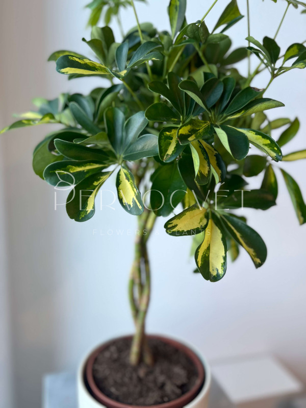 Шеффлера Голд Капелла 80 см