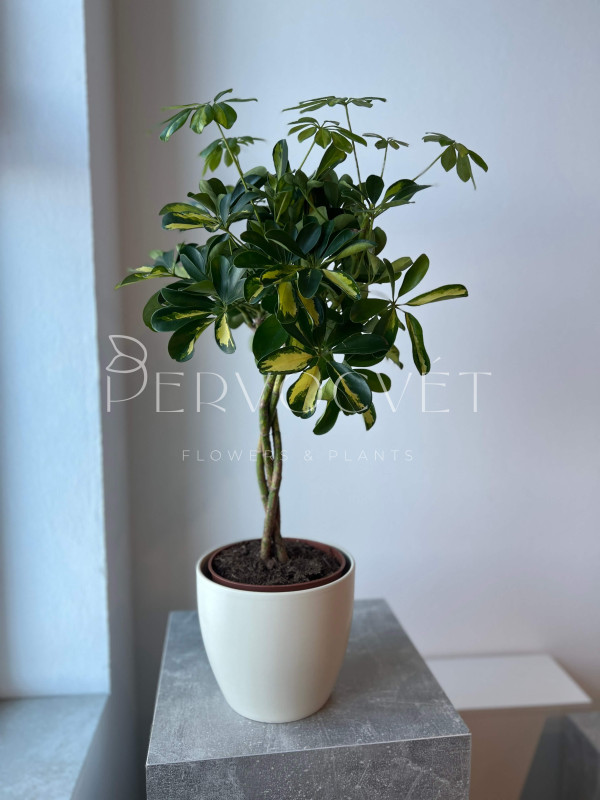 Шеффлера Голд Капелла 80 см