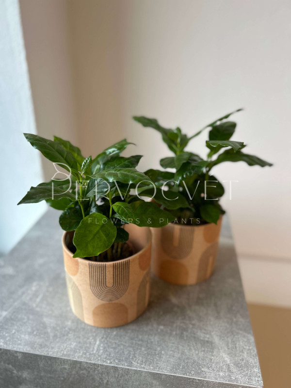 Кофе Арабика 20 см