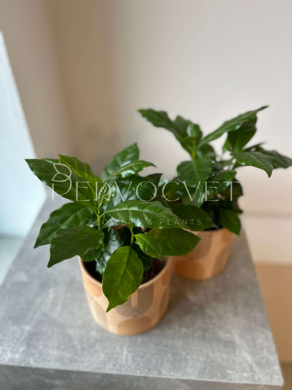 Кофе Арабика 20 см