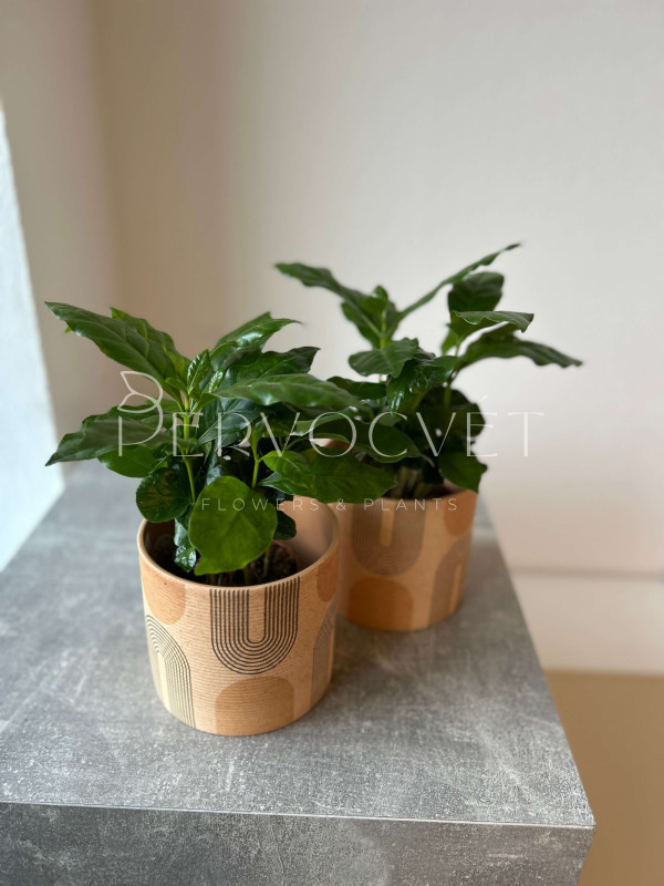 Кофе Арабика 20 см