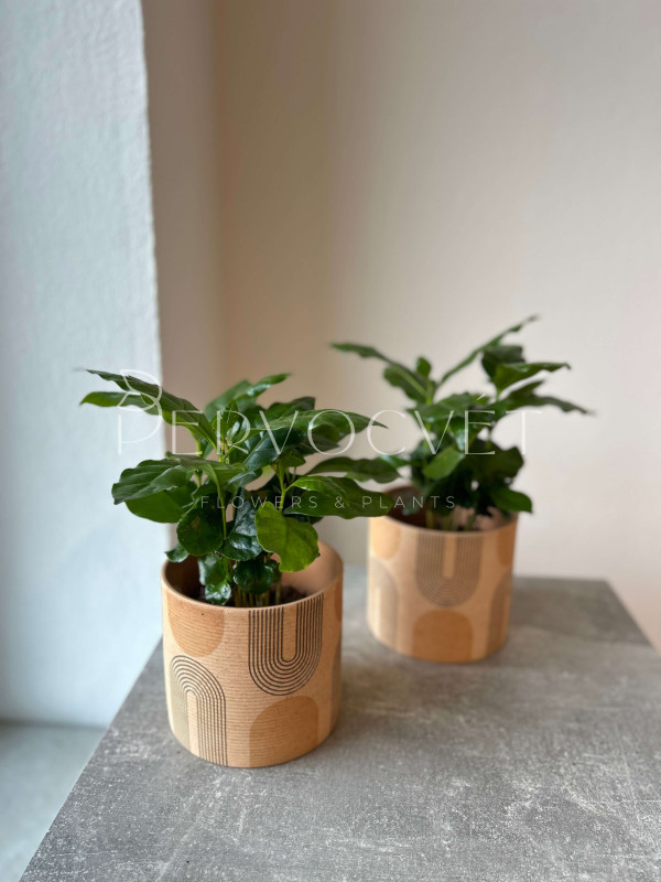 Кофе Арабика 20 см