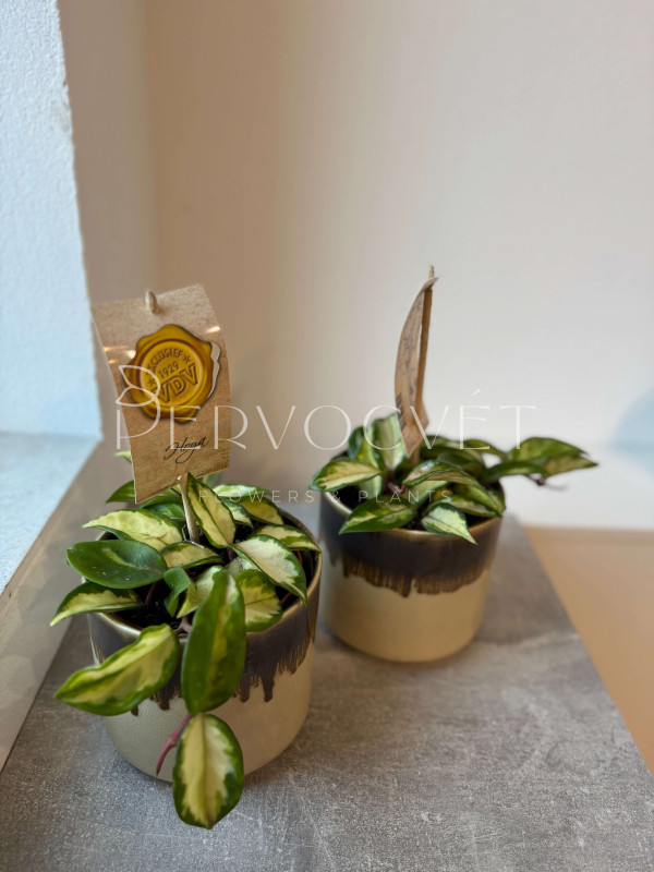 Хойя Карноза Вариегата Триколор 10 см