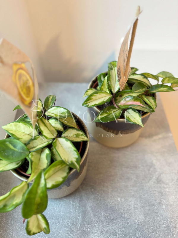 Хойя Карноза Вариегата Триколор 10 см