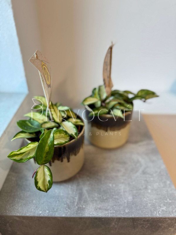 Хойя Карноза Вариегата Триколор 10 см