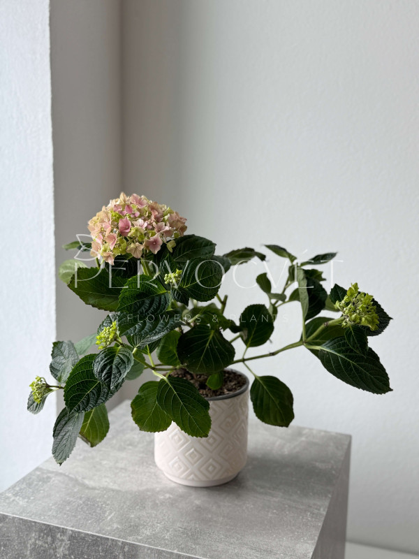 Гортензия Розовая в горшке