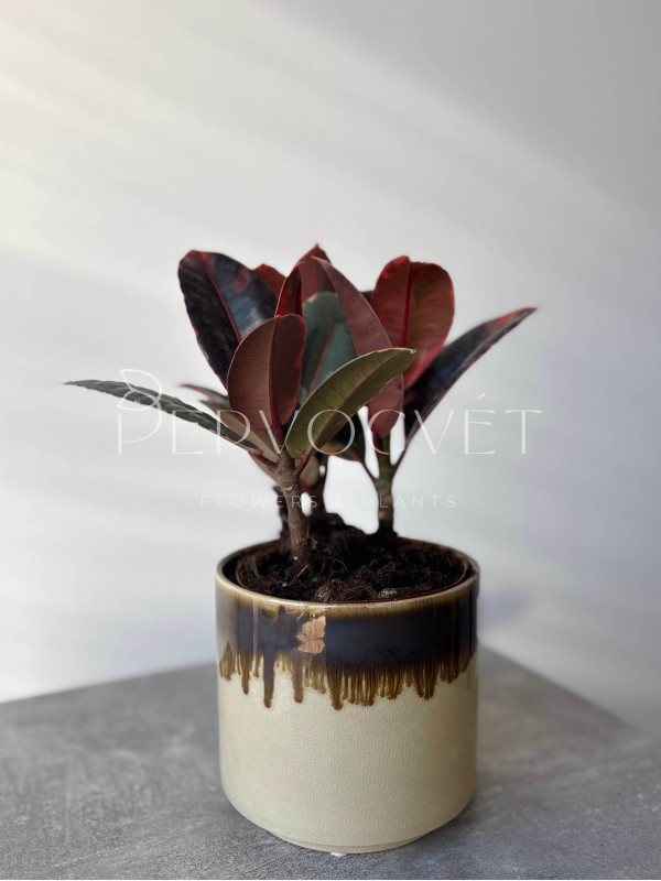 Фикус Эластика Руби 3 ствола 30 см