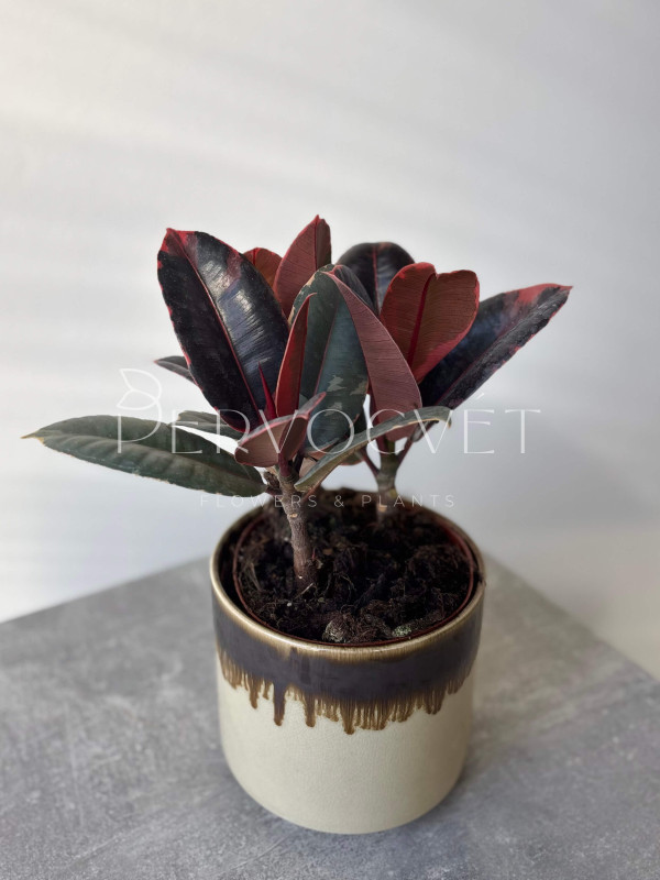 Фикус Эластика Руби 3 ствола 30 см