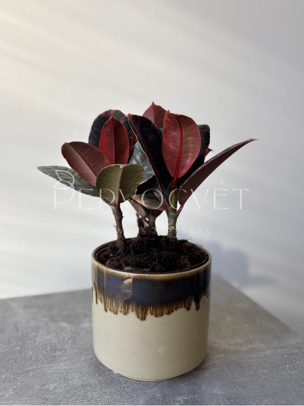 Фикус Эластика Руби 3 ствола 30 см