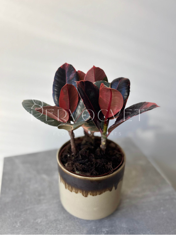 Фикус Эластика Руби 3 ствола 30 см