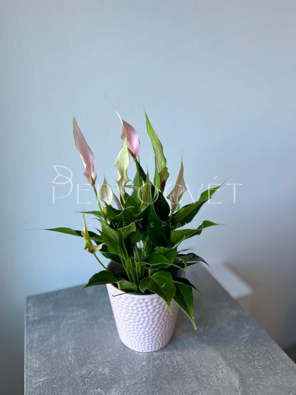 Антуриум Лили 30 см