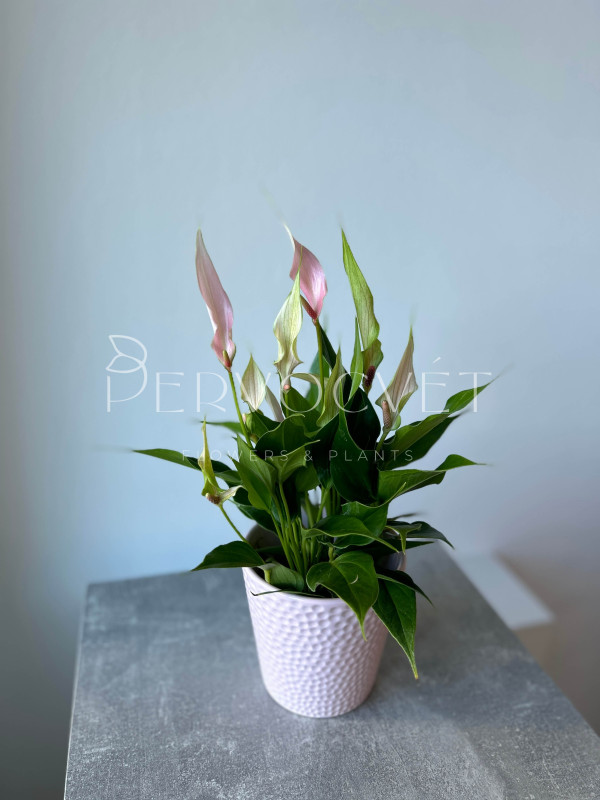 Антуриум Лили 30 см