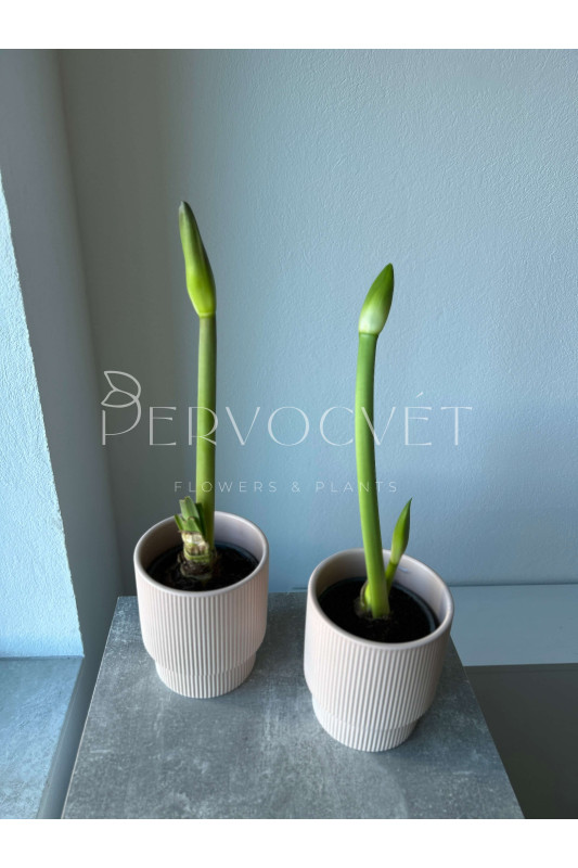 Амариллис в горшке д 12 см