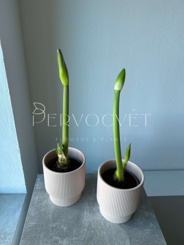 Амариллис в горшке д 12 см