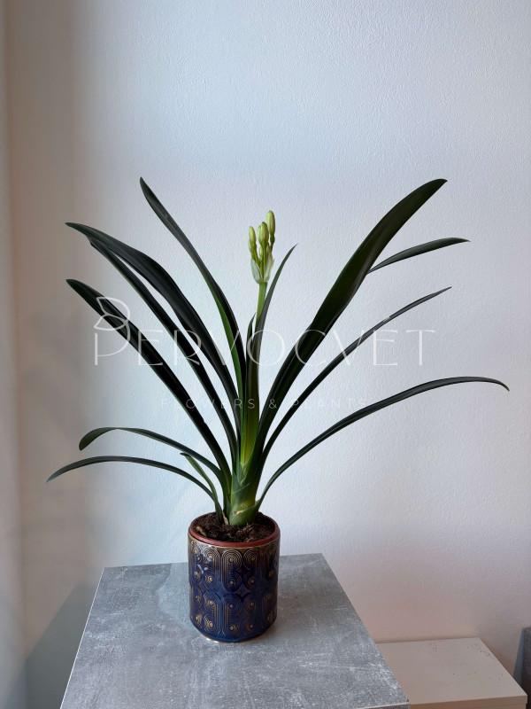 Кливия 60 см