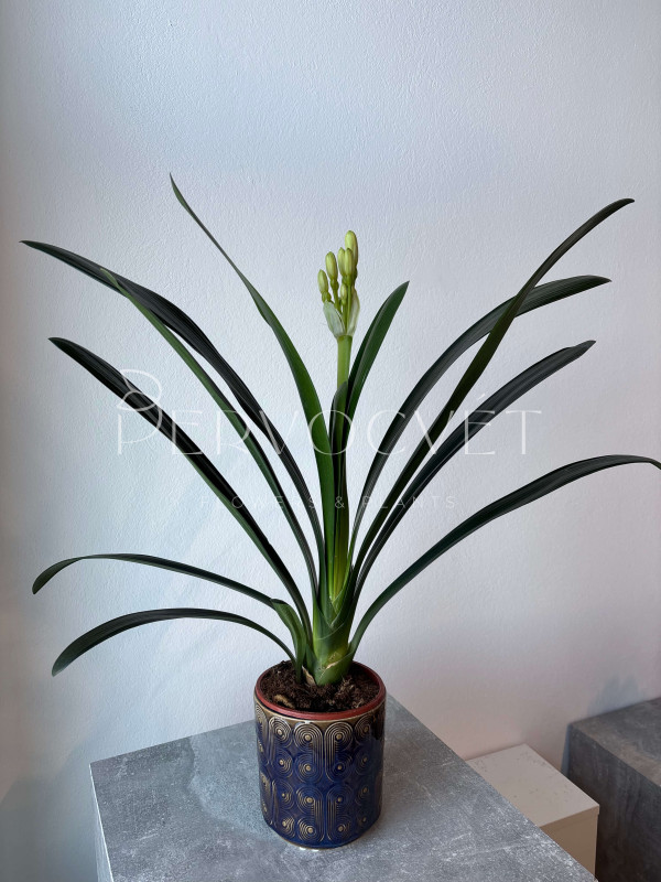 Кливия 60 см