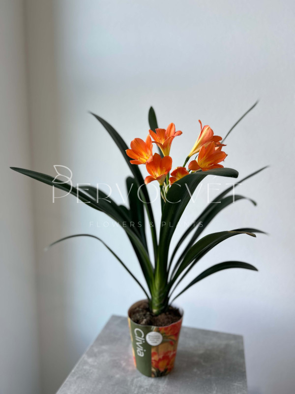 Кливия 60 см