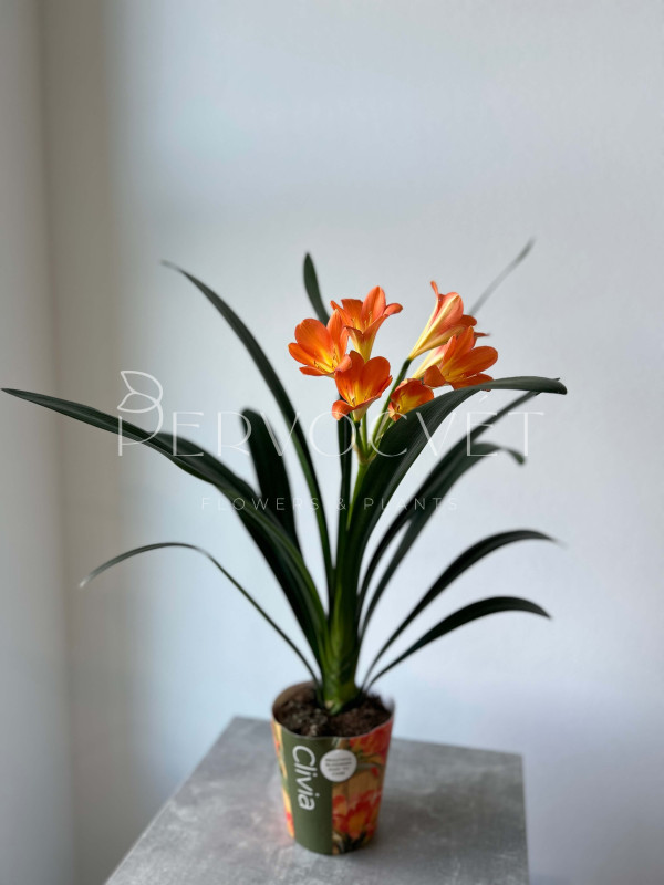Кливия 60 см