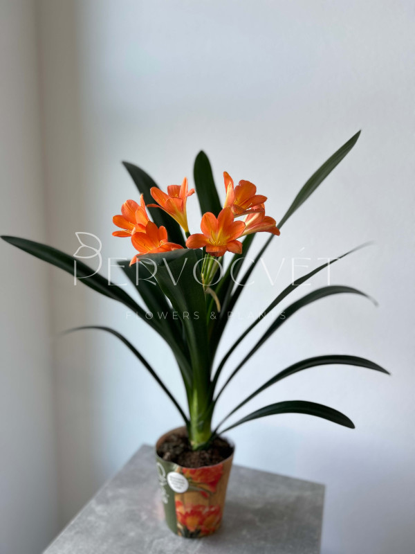 Кливия 60 см