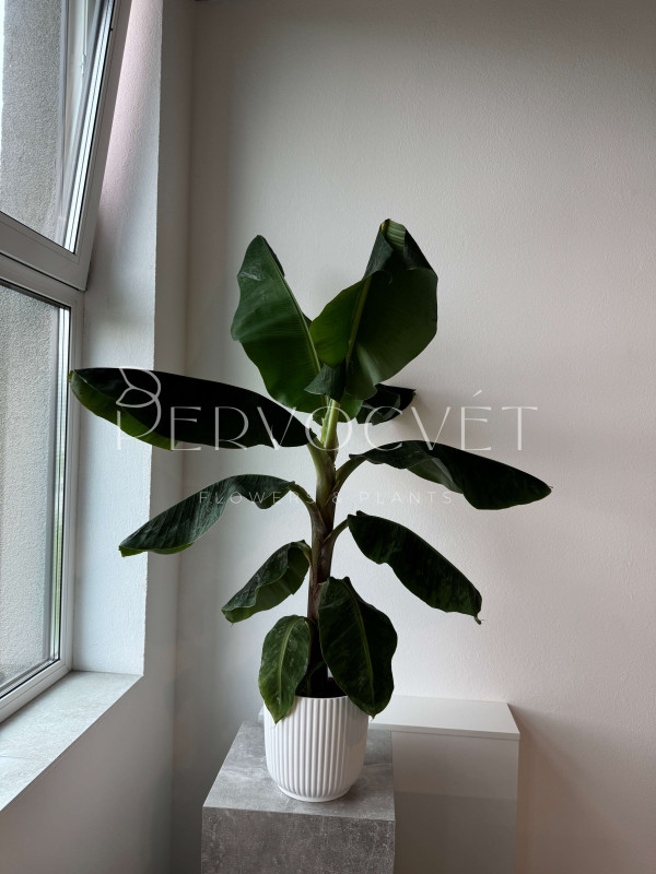 Банан Комнатный 130 см