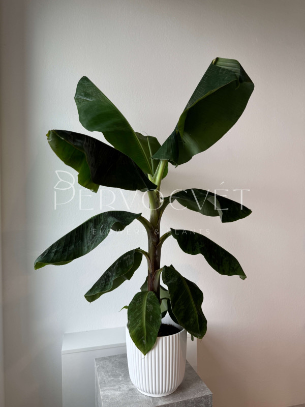 Банан Комнатный 130 см